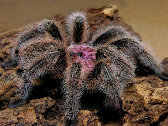 Grammostola Rosea