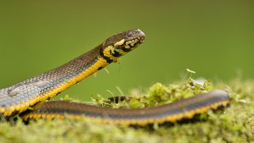 Helicops infrataeniatus