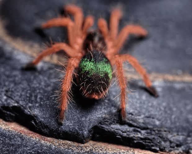 Ephebopus Uatuman