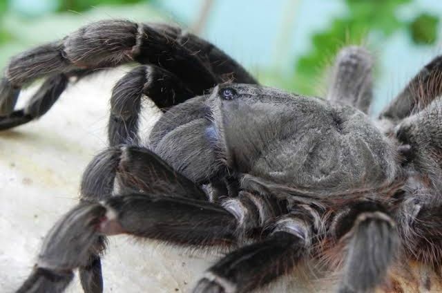 Vitalius dubius