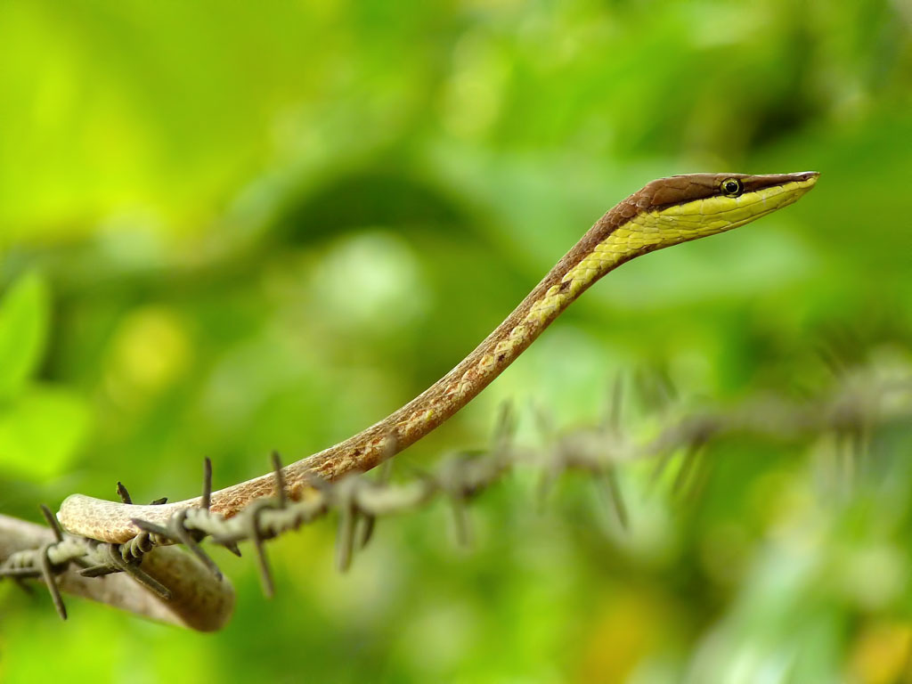 Oxybelis Aeneus