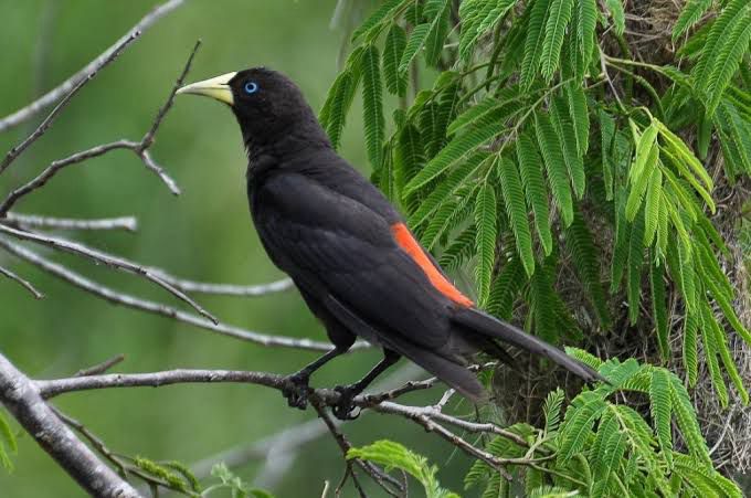 Guaxe (Cacicus haemorrhous)