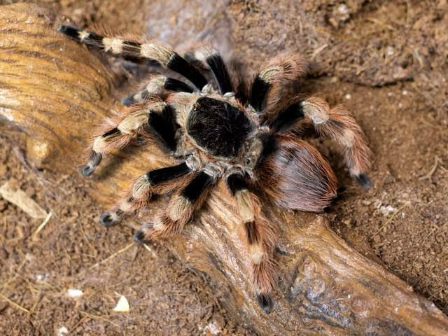 Nhandu coloratovillosus