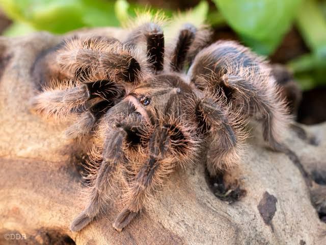 Tliltocatl albopilosus