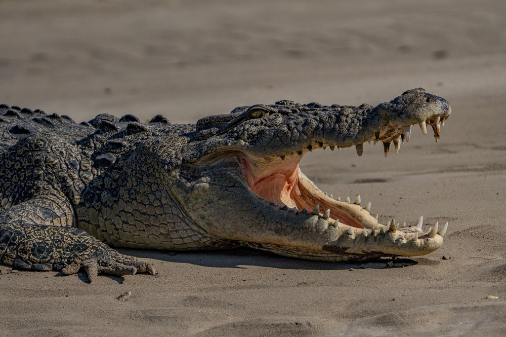 Crocodilo-de-água-salgada