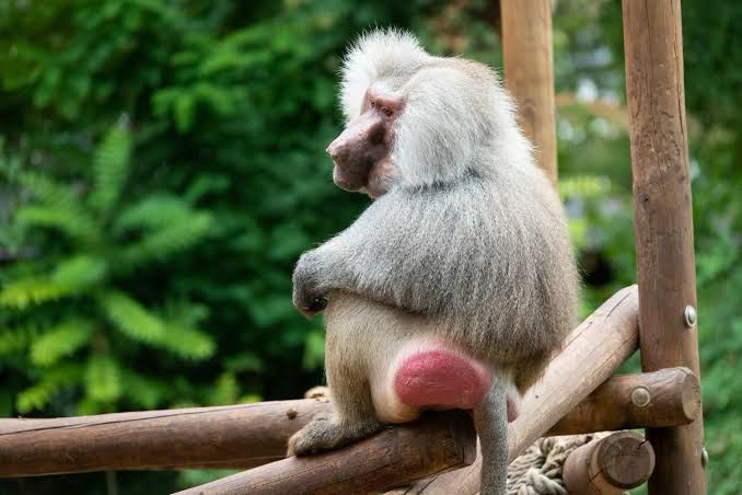 Macaco Babuíno