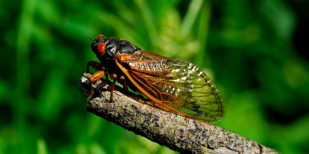 Cigarra