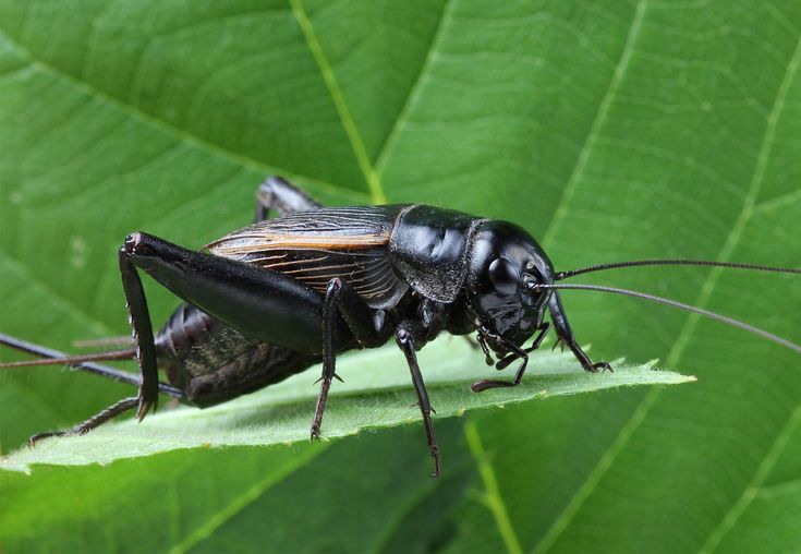 Grilo Negro 