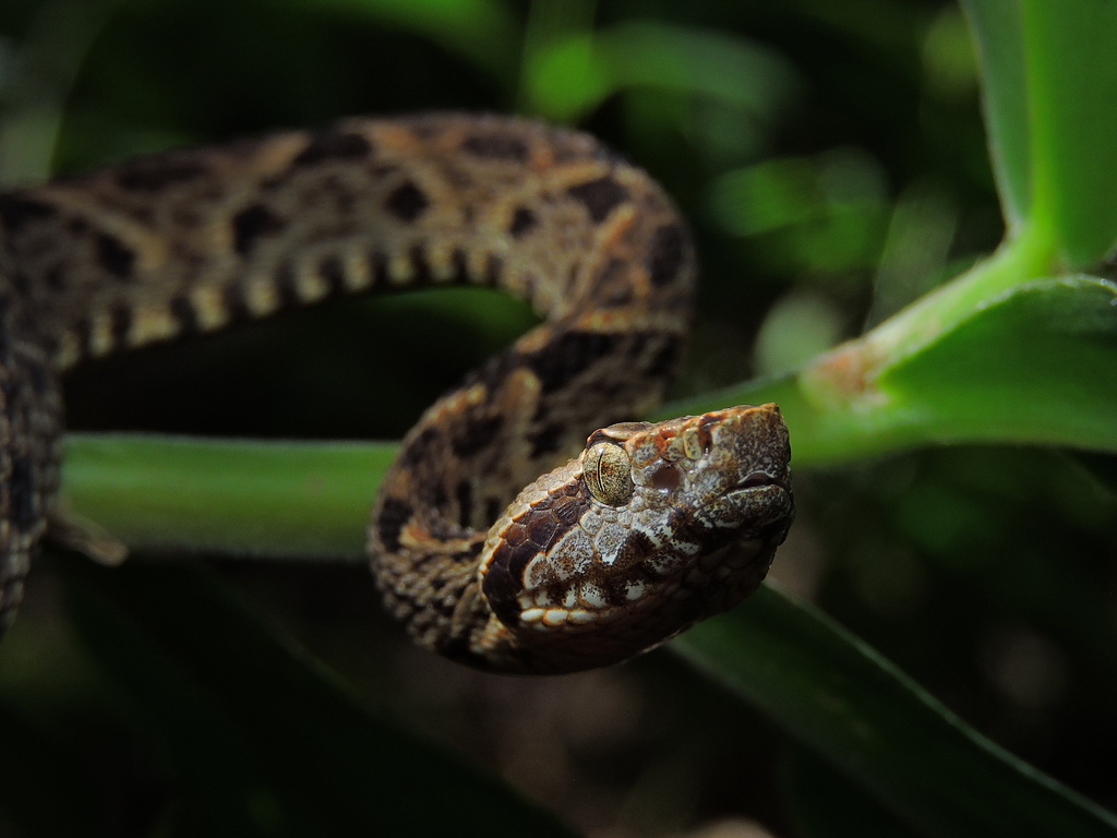 Jararaca-do-Norte (Bothrops atrox)