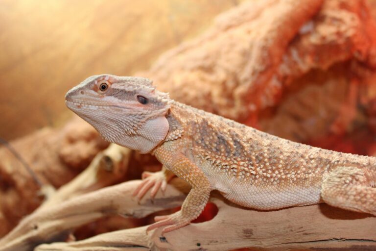 Um lagarto sob uma lâmpada UV