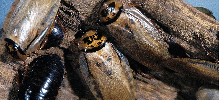 Baratas Eublaberus vivas, alimento de alta qualidade para pets exóticos.