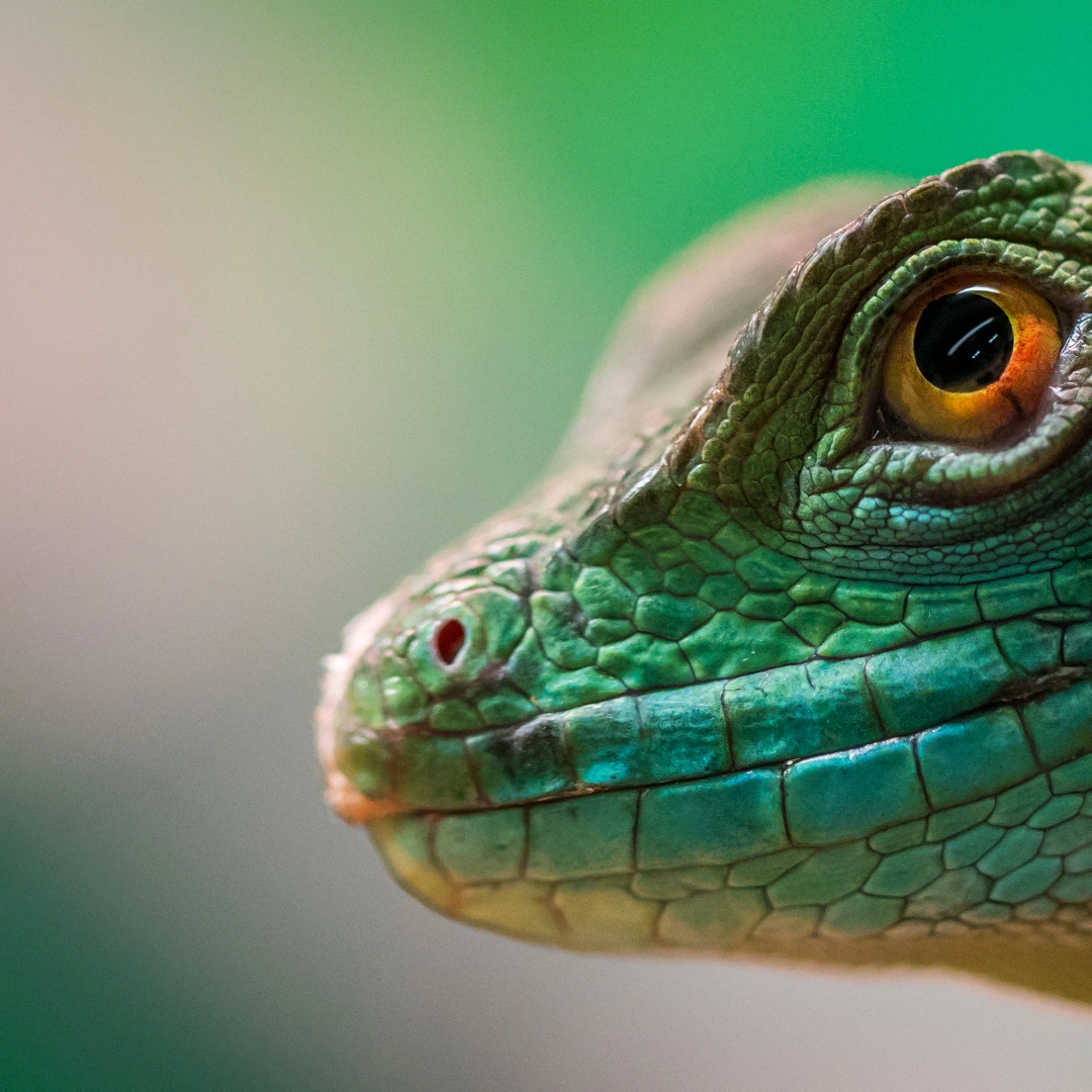 Close-up de um réptil com pele verde texturizada, olho laranja vibrante e detalhes impressionantes em um fundo desfocado verde. Imagem de alta qualidade perfeita para temas relacionados à natureza, vida selvagem e répteis exóticos.