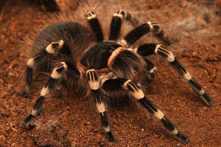 Tarantula Gigante de Joelhos Brancos (Acanthoscurria geniculata) 