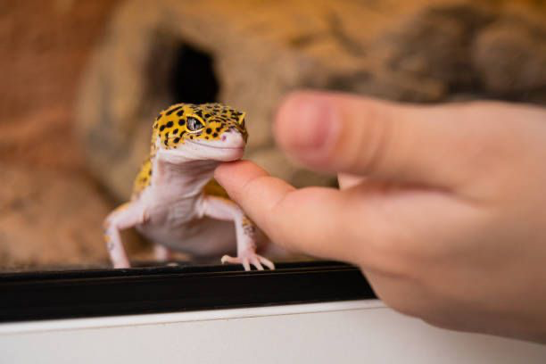 Eublepharis Macularius (Gecko) desfrutando de carinho e atenção em um momento de conexão com seu cuidador.