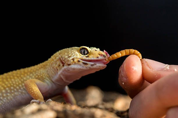 Eublepharis Macularius caçando e se alimentando de um tenébrio.