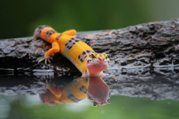 Eublepharis Macularius repousando sobre uma rocha à beira de um lago sereno.