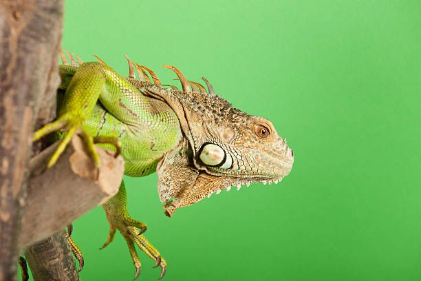 Iguana-verde (Iguana iguana) posicionada em um galho, com corpo verde vibrante, espinhos dorsais destacados e pele texturizada. Fundo verde uniforme, realçando o contraste com o animal.