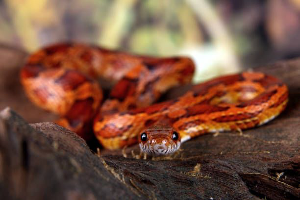 Corn Snake (Pantherophis guttatus) explorando o chão, exibindo sua beleza e atitude tranquila.