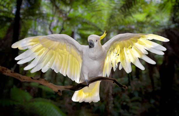 Cacatua