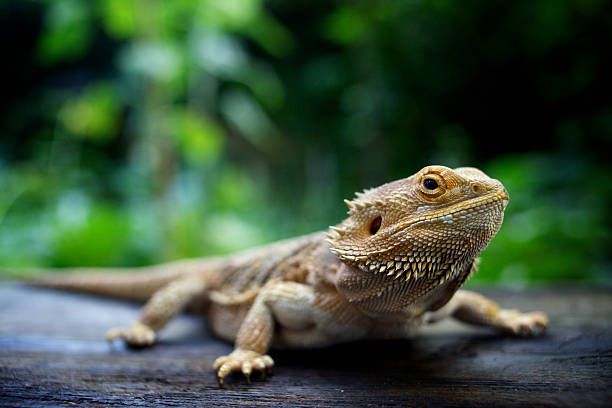 Dragão-barbudo (pogona)