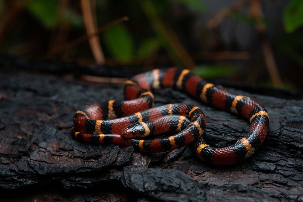 Cobra rei escarlate (Lampropeltis elapsoides)