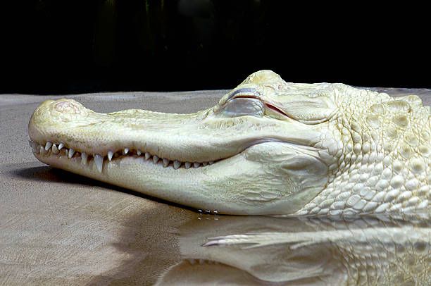 Alligator mississippiensis