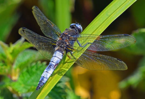 Orthetrum cancellatum