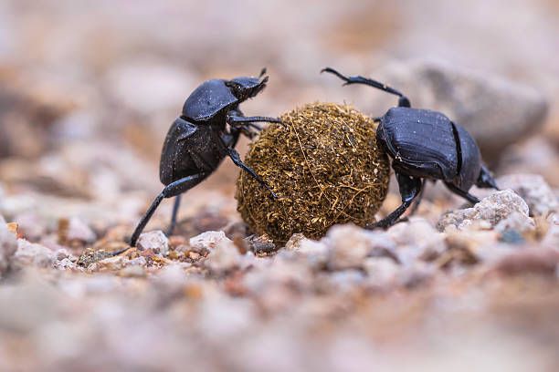 Scarabaeidae