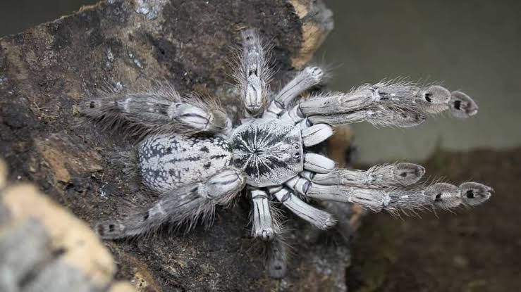 Heteroscodra maculata