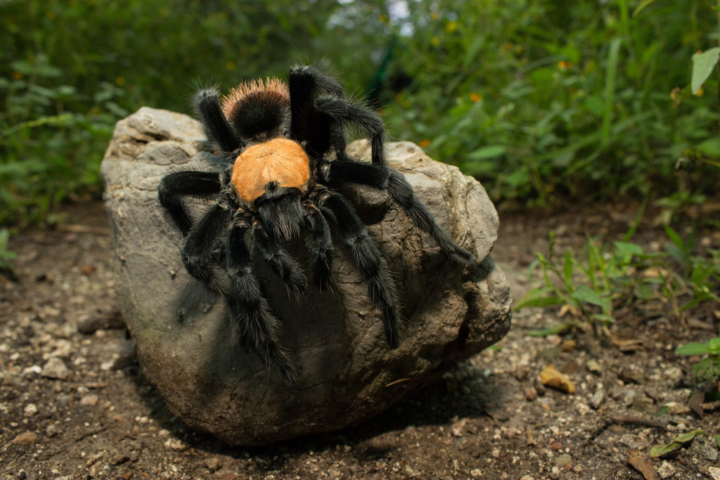 Brachypelma albiceps